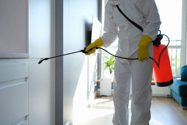 Best White Mold Remediation in Reminderville, OH